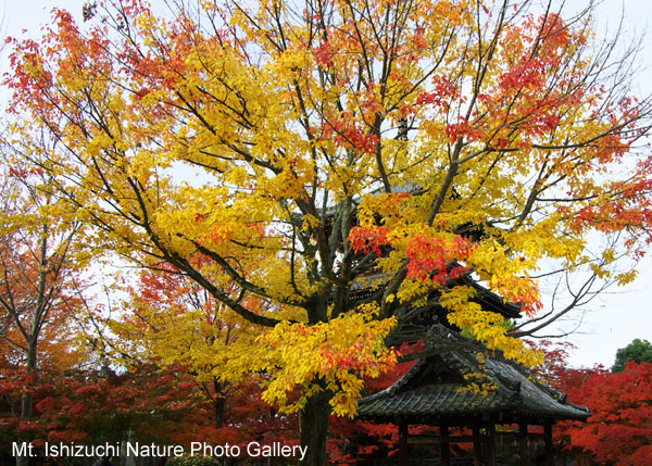 kyoto (063)